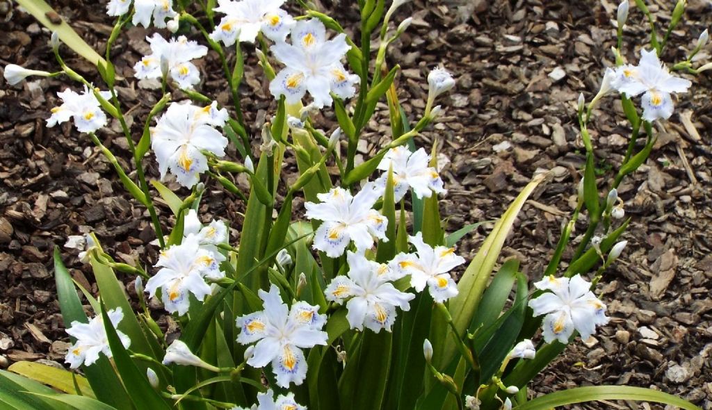 Iris japonica (Iridaceae) Italia [Cina, Giappone]